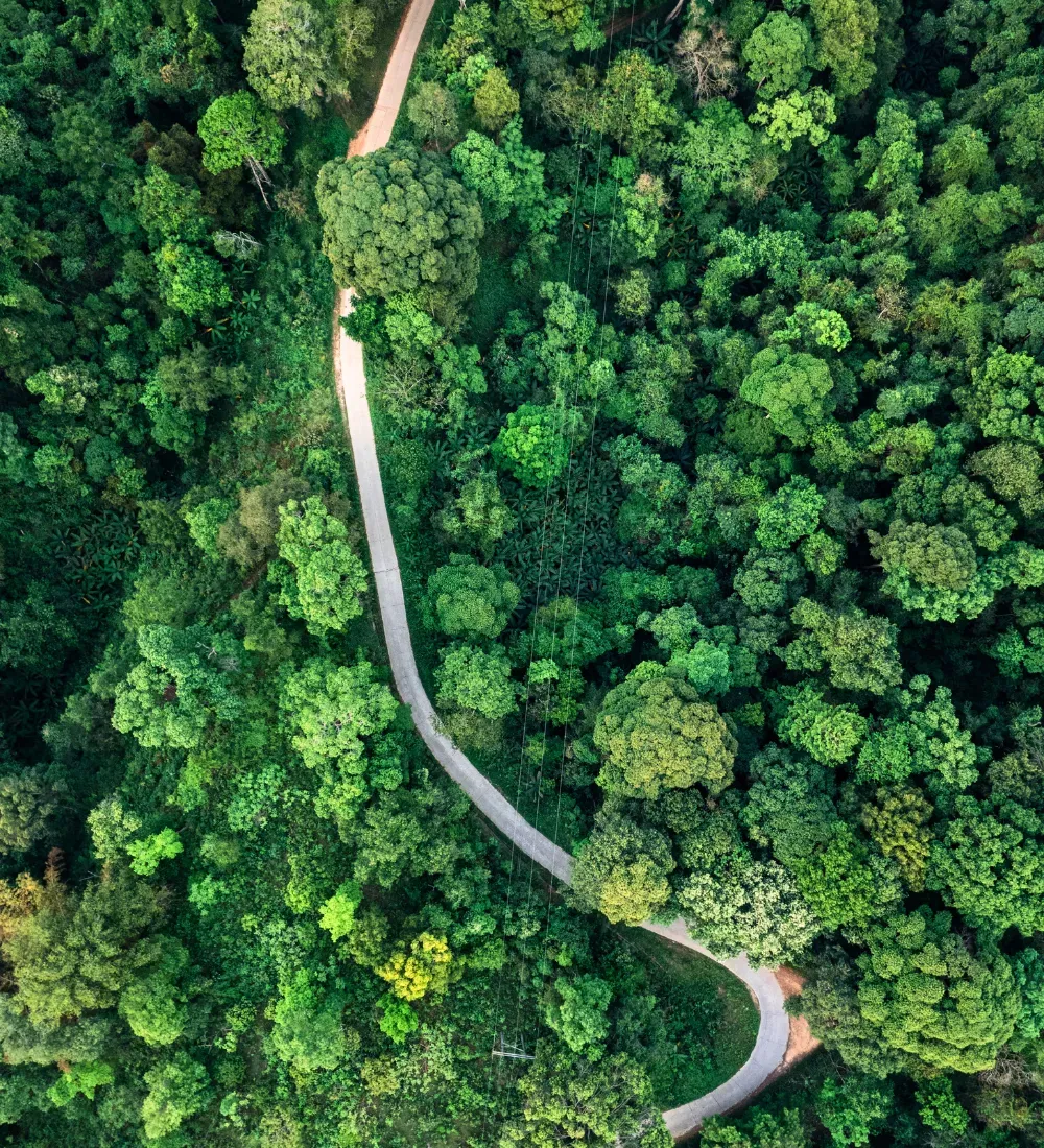 green forest.webp
